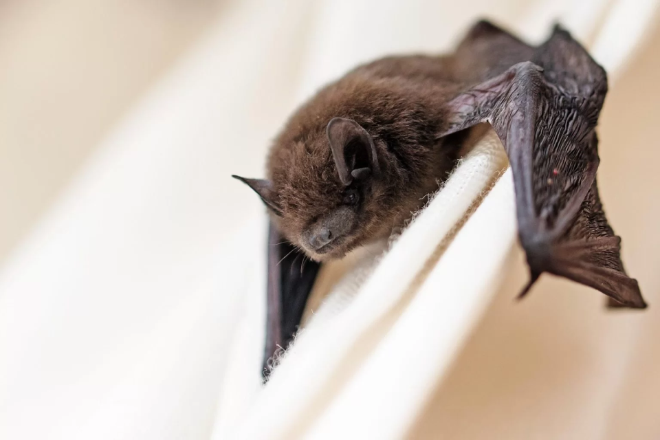 Natuurvriendelijk isoleren vleermuis