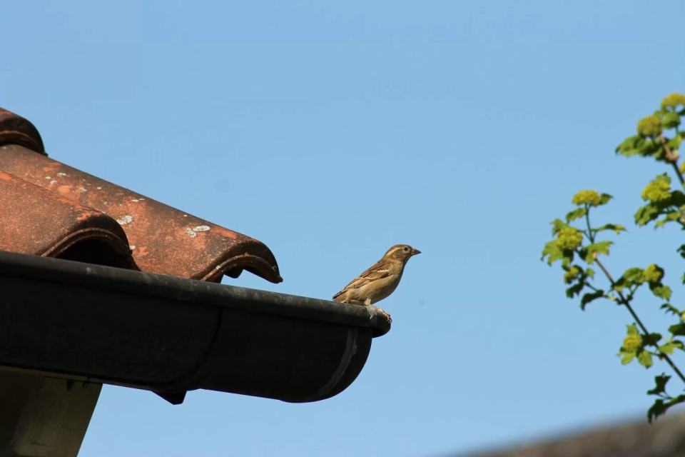 Natuurvriendelijk isoleren vogel